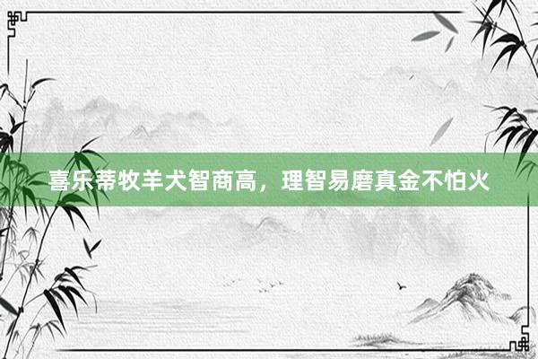 喜乐蒂牧羊犬智商高，理智易磨真金不怕火